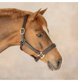 DS Stewart Padded leather Halter