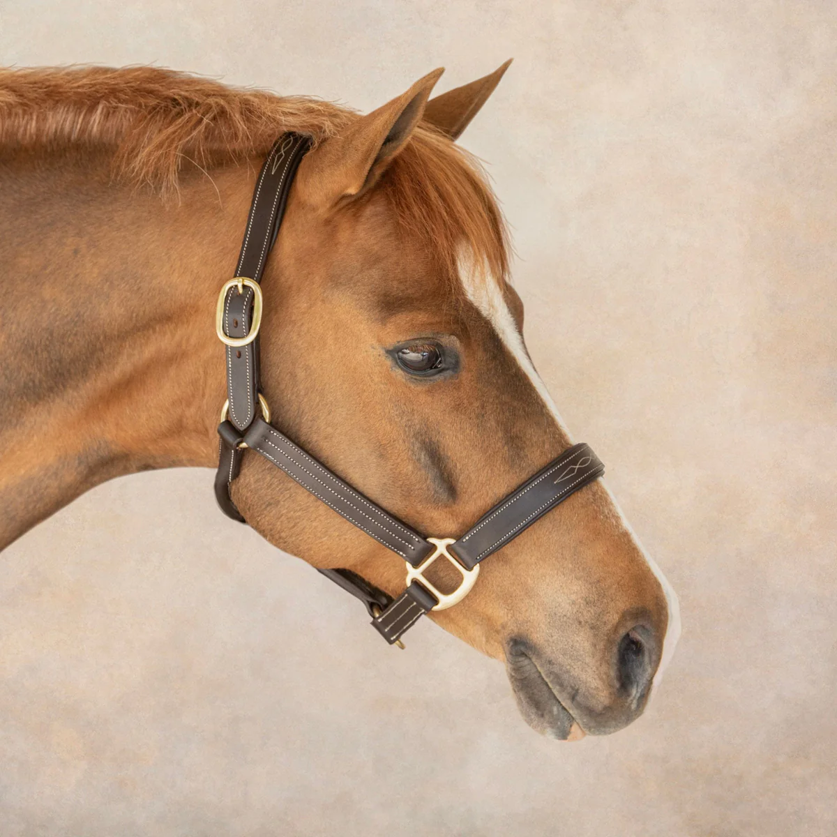 DS Stewart Padded leather Halter