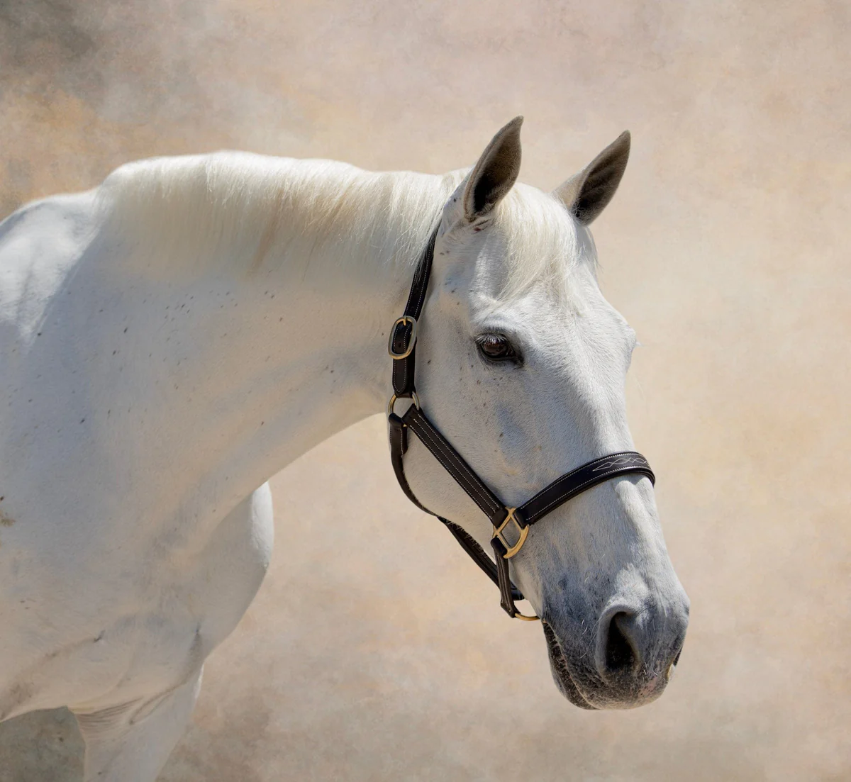DS Stewart Padded leather Halter
