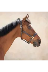 DS Stewart Padded leather Halter