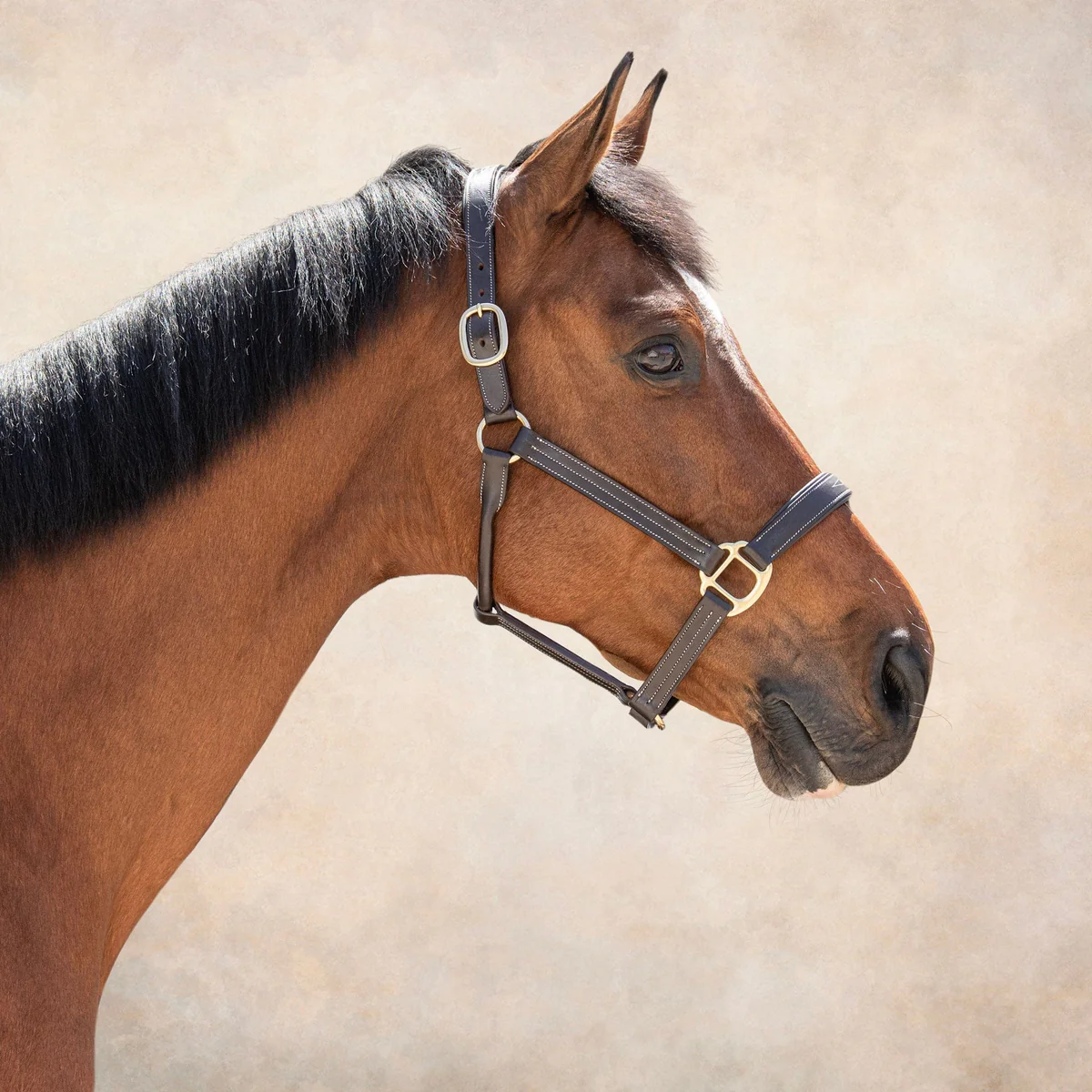 DS Stewart Padded leather Halter