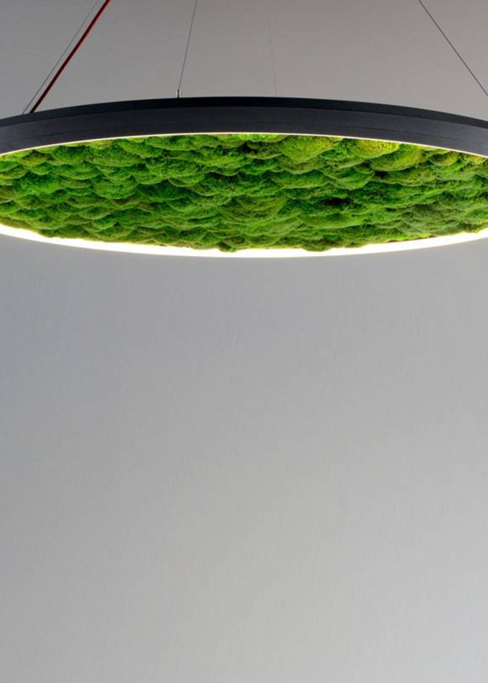 Sattler Luce Verde