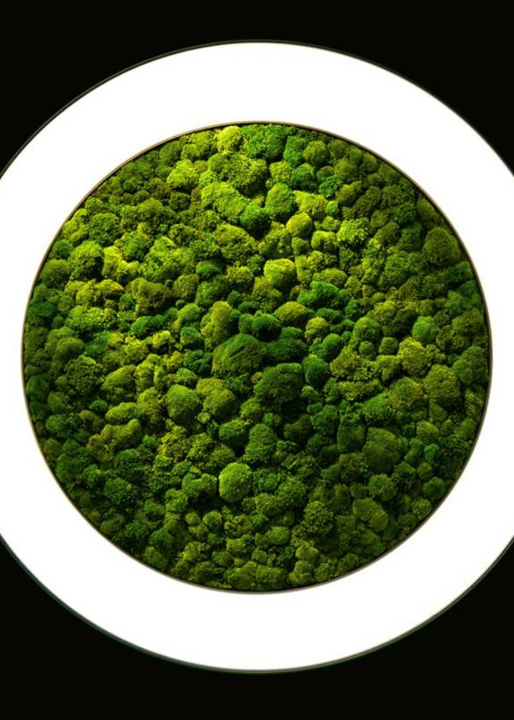 Sattler Luce Verde