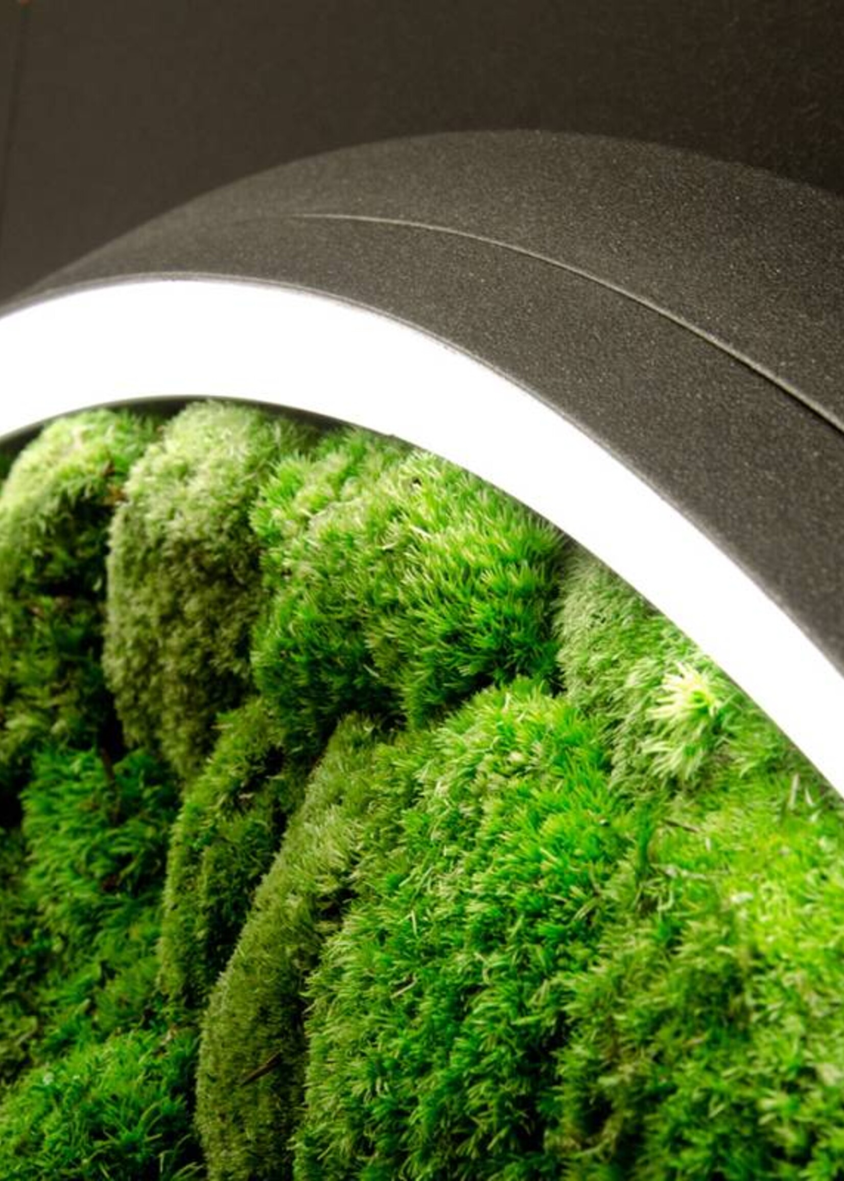 Sattler Luce Verde