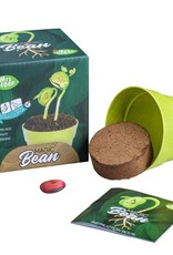Heebie Jeebies Magic Bean Plant Kit