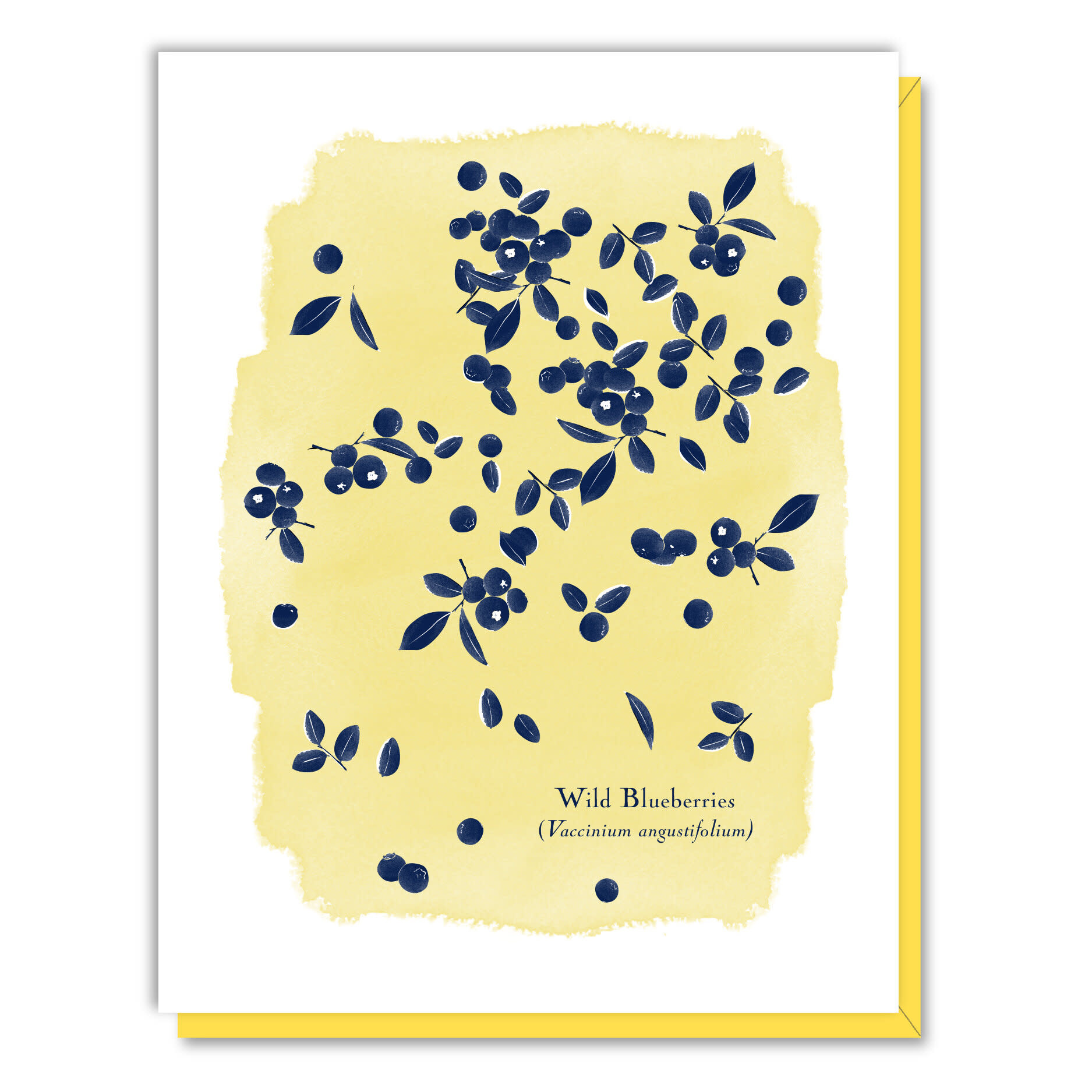 Driscoll Design - DRD Wild Blueberries Blank Card