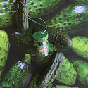 Cody Foster - COF Kosher Dill Pickles Ornament