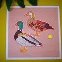 Caroline Clark Design - CCD CCD PRLA - Mallard Ducks 12" x 12" Print