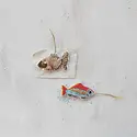 Creative Co-Op - CCO CCO OR - Beaded Fabric Fish Ornament (Assorted)