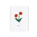 Rifle Paper Co - RP RP RPSM - Birth Month Flower