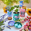 Modern Sprout - MOS Bada Bloom Complimentary Color Mini Sunflower Grow Kit