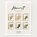 Our Heiday - OH OH NSBL - Harvest Spring & Summer Fruits Assorted Boxed Note Set