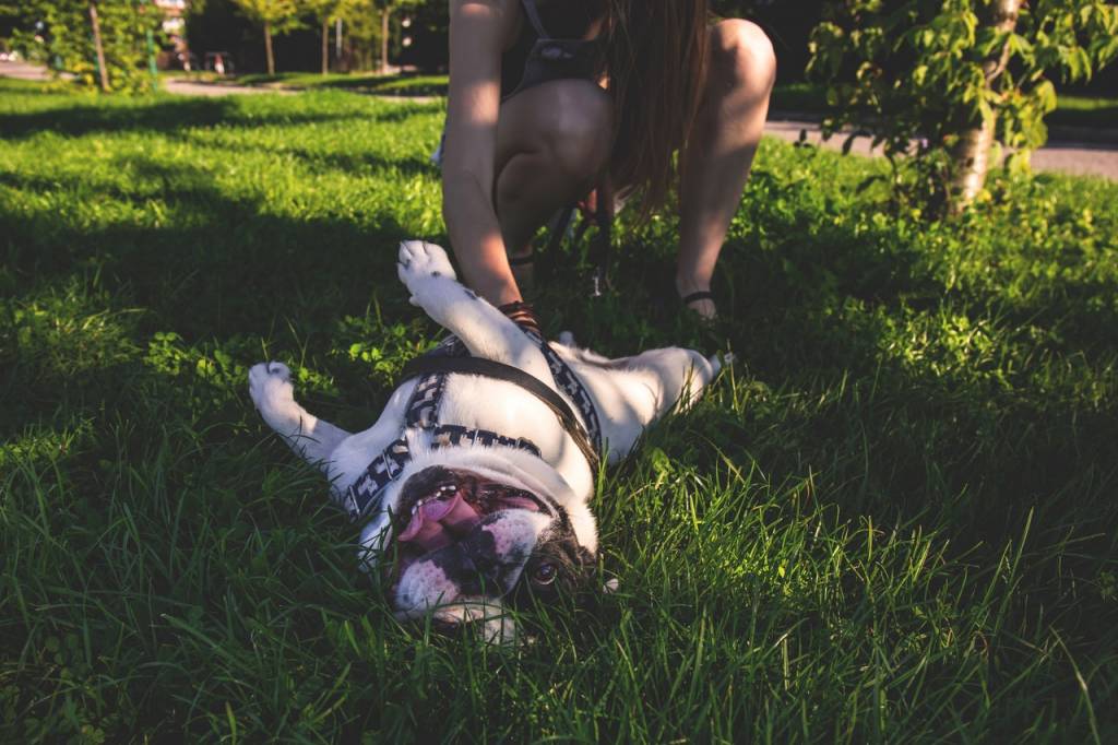 Keeping Your Dogs Cool This Summer