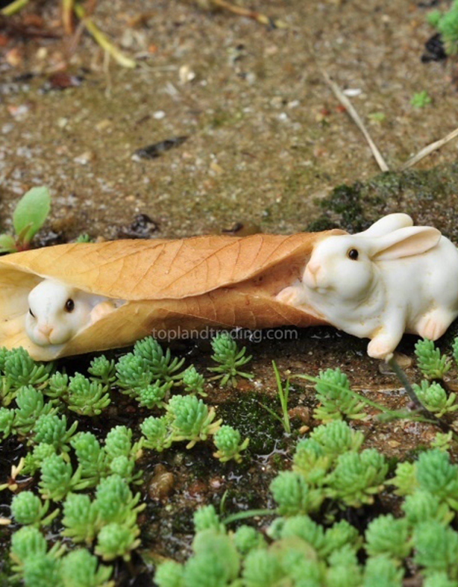 Top Land Trading RABBITS PLAYING WITH LEAF