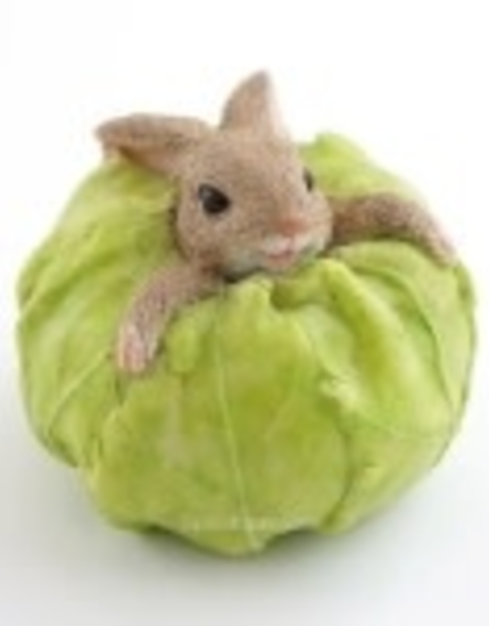 Top Land Trading RABBIT STUCK IN CABBAGE