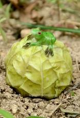 Top Land Trading MINI FROG ON CABBAGE