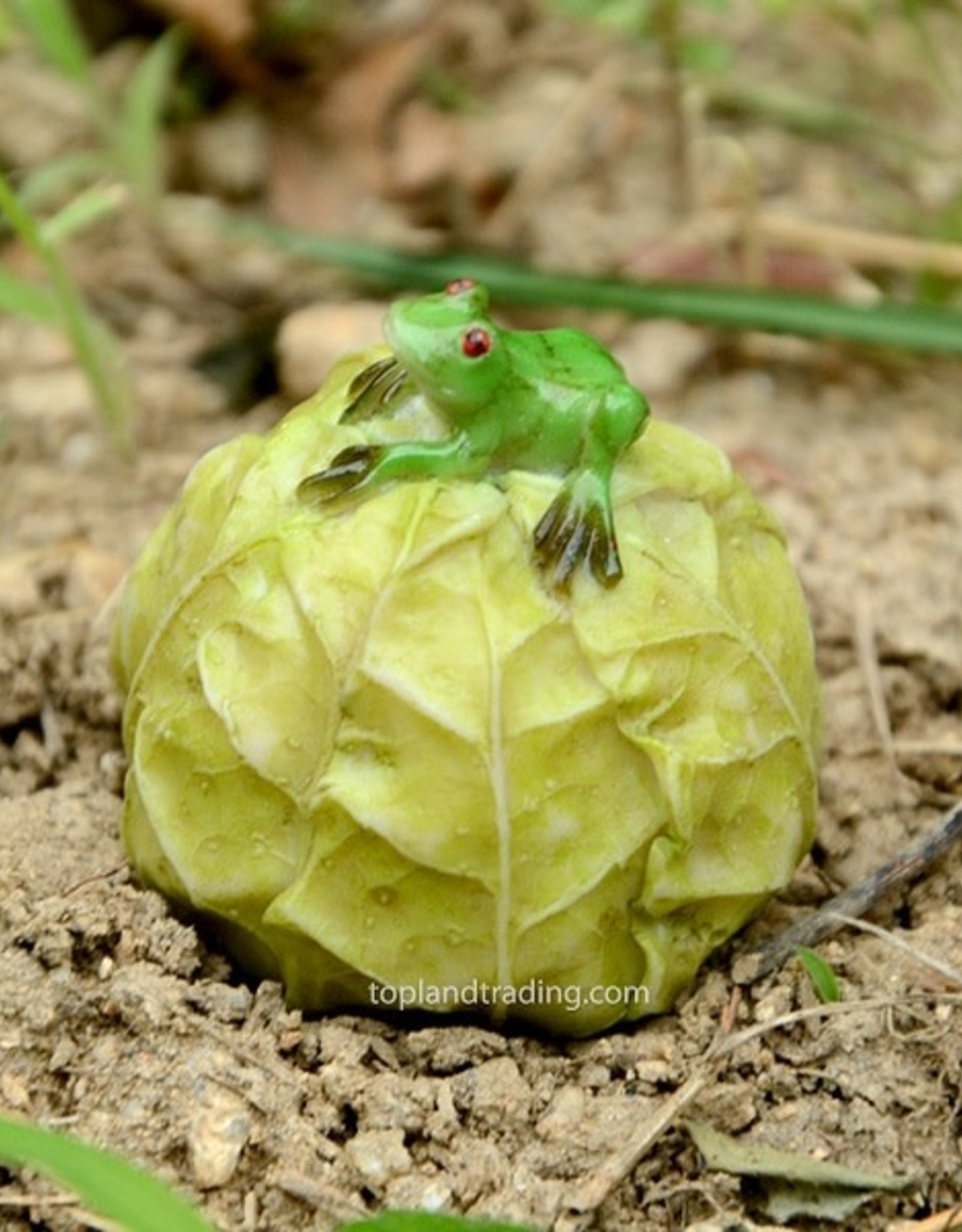 Top Land Trading MINI FROG ON CABBAGE