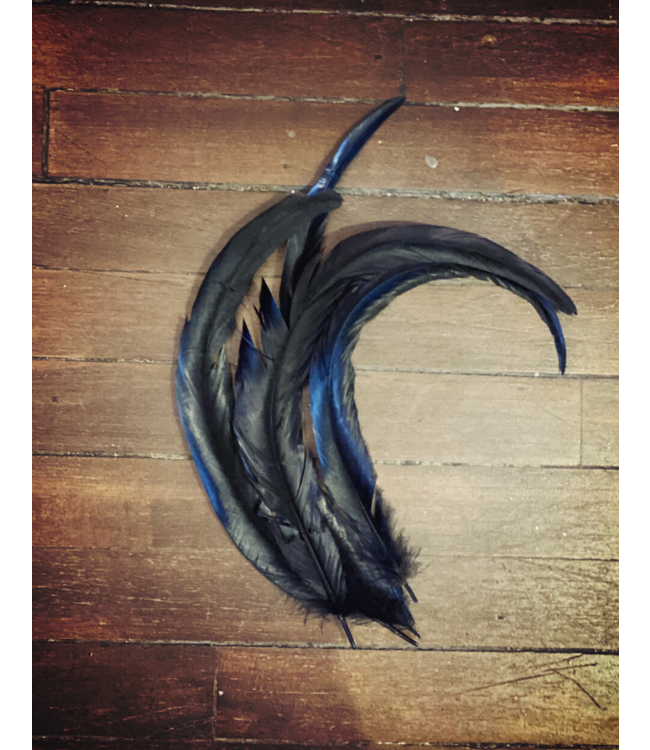Black Rooster Feather