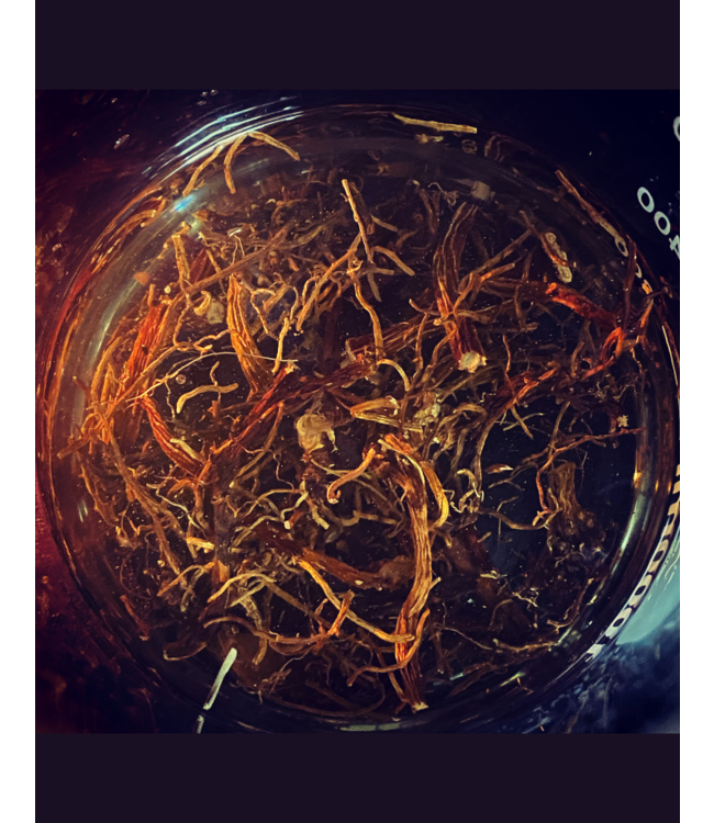 Aunty M Conjure Mandragora (Mandrake Root) Oil