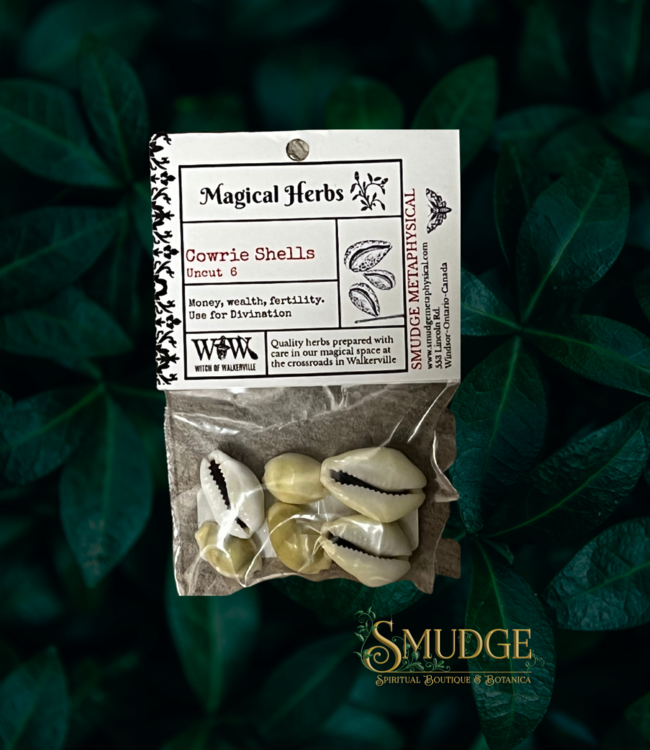 Witch of Walkerville Cowrie Shells (6pck)