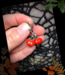 Autumn Moon Pumpkin Patch Earrings