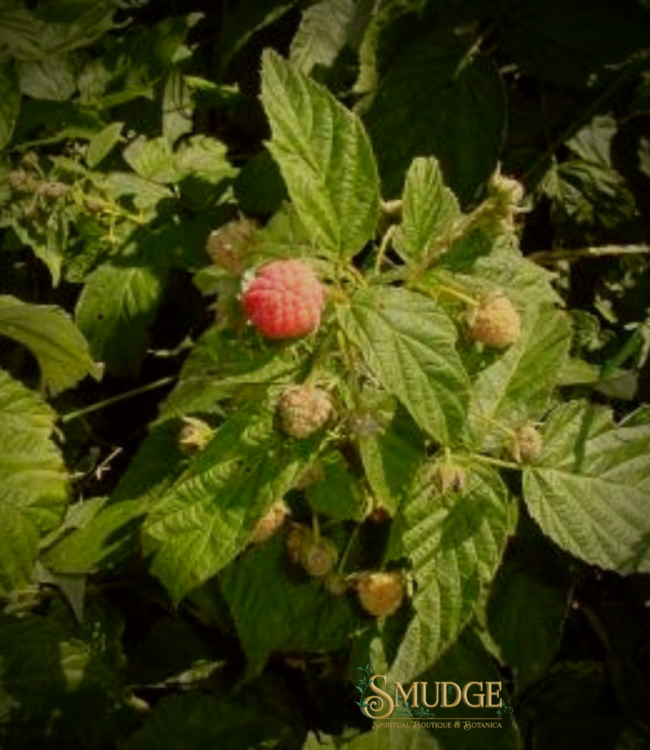 Witch of Walkerville Raspberry Leaf