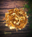 Witch of Walkerville Orange Peel Pieces