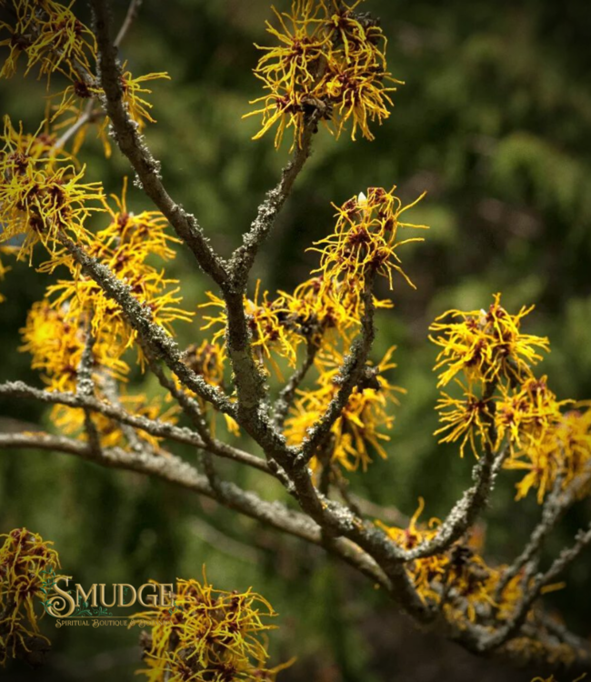 Witch of Walkerville Witch Hazel Leaf