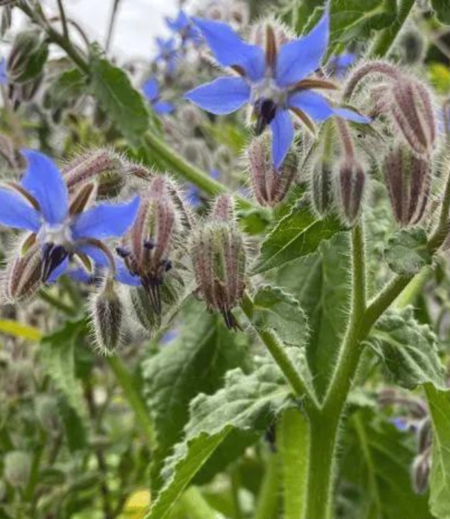 Witch of Walkerville Borage leaf
