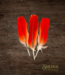 One Pluma de loro - African Grey Parrot feather