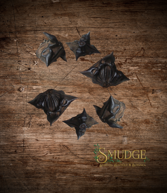 Witch of Walkerville Devil's Pod - Bat Nut