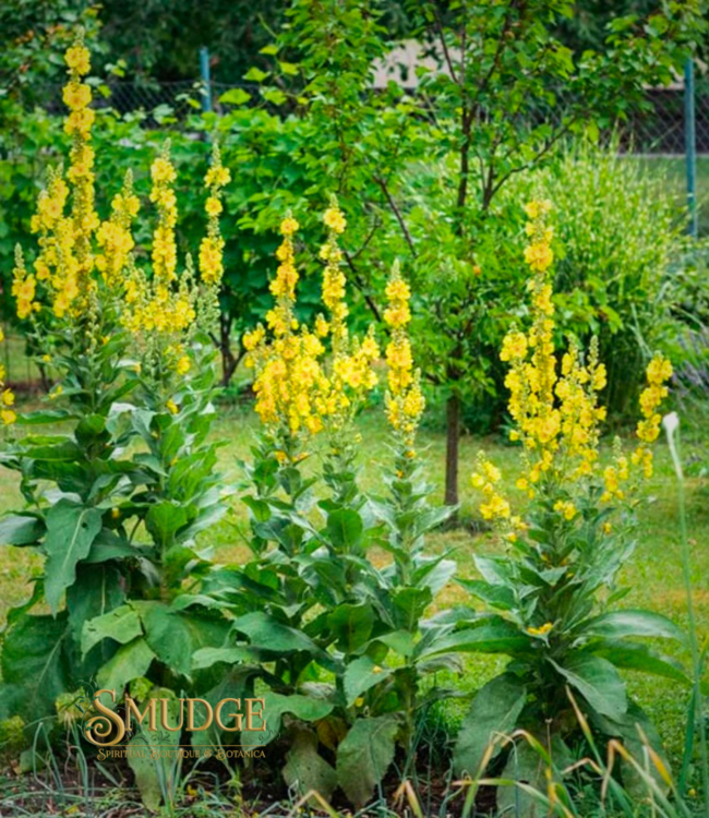 Witch of Walkerville Mullein Leaf