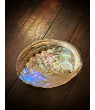 Witch of Walkerville Abalone Shell Natural X- Large 6-7"