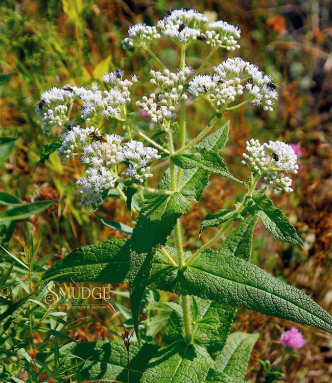 Witch of Walkerville Boneset