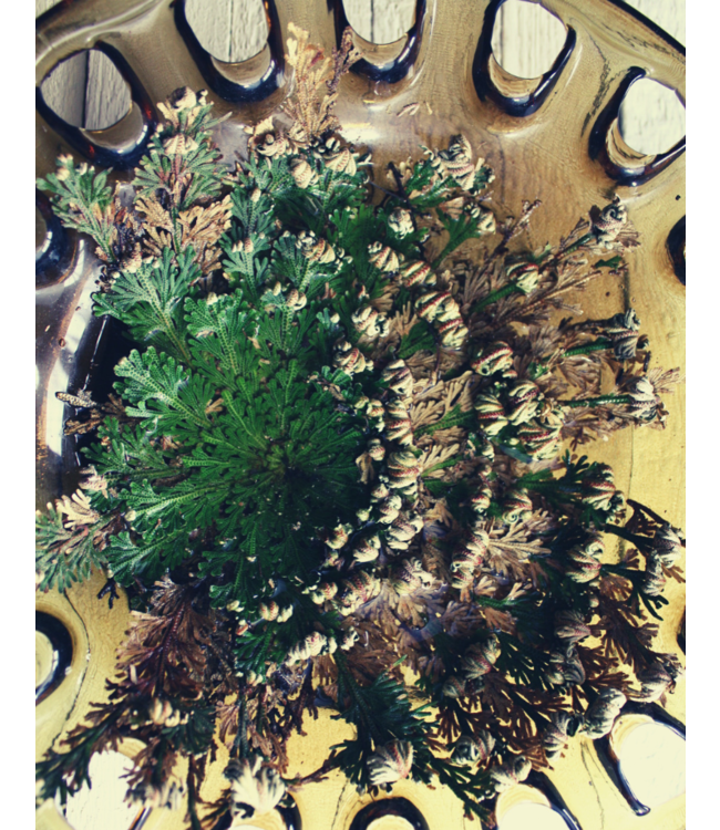 Rose of Jericho - Resurection Plant