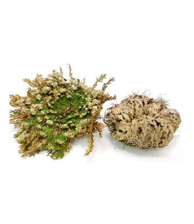 Rose of Jericho - Resurection Plant