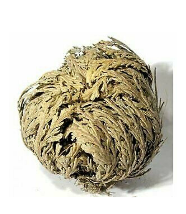Rose of Jericho - Resurection Plant