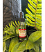 Aunty M Conjure Fast Money Oil