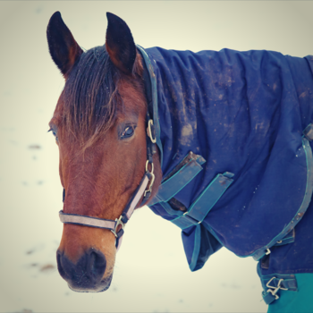 Horse Wear Products