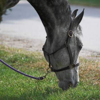 Halters & Leads