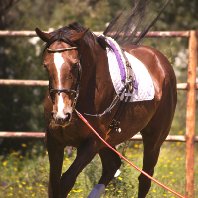 INSCRIRE】Horse Riding Turtle neck - ouestpark.com