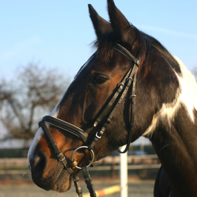 INSCRIRE】Horse Riding Turtle neck - rikyu-home.com