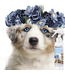 The Blissful Dog Simply Everything Fresh Deodorizing Pet Spray 8oz