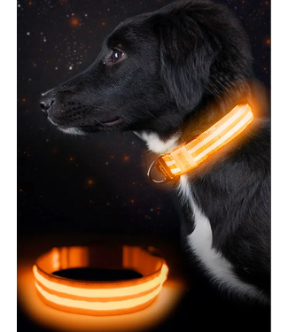Mighty Paw LED Dog Collar