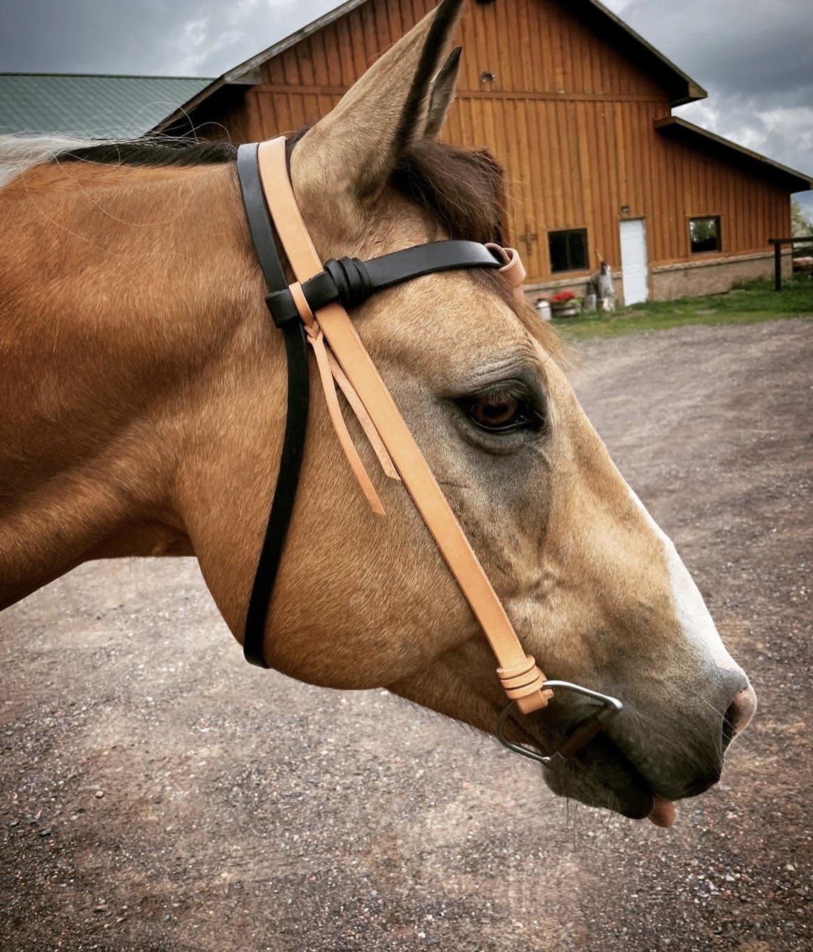Horse With Bridle Ornament  Quality Equestrian Clothing, Gear and  Accessories