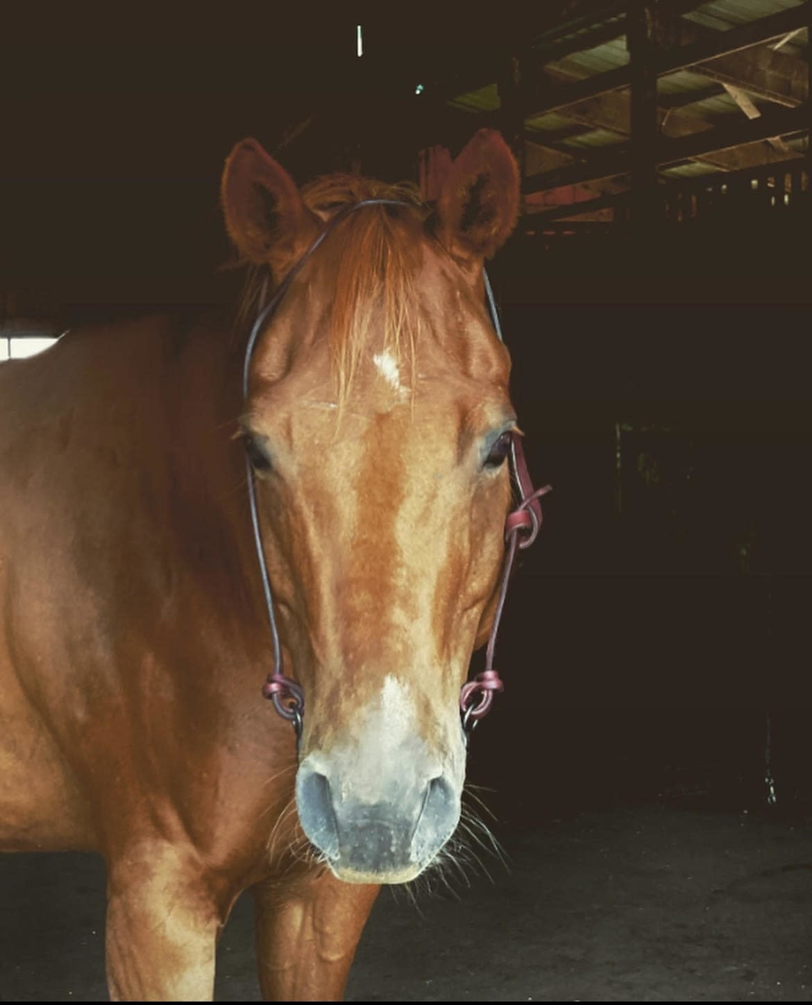 Handmade Split One Ear Latigo Leather Bridle Beyond the Barn