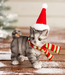 Holiday Kitten Statues w/Hats and Scarves- Assorted