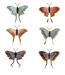 Evergreen Enterprises Outdoor Magnetic Luna Moth Assorted