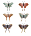 Evergreen Enterprises Outdoor Magnetic Luna Moth Assorted