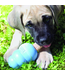 KONG Kong Puppy Toy